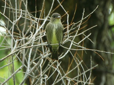 Olive-sided Flycathcer