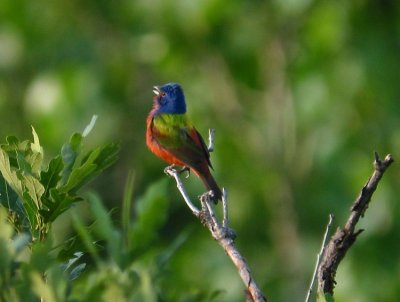 painted_bunting