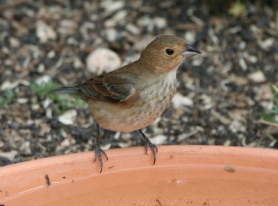 Indigo Bunting