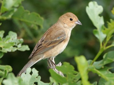 Indigo Bunting