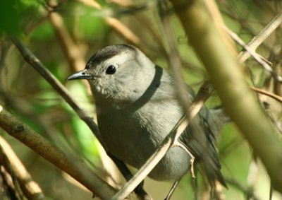 gray_catbird