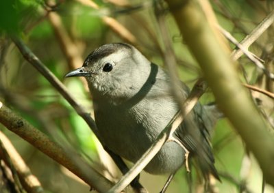 Gray Catbird