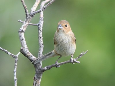 Indigo Bunting