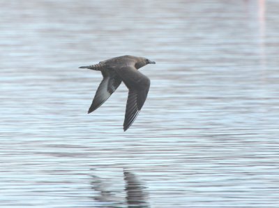 Pomarine Jaeger