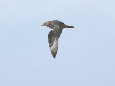 Pomarine Jaeger