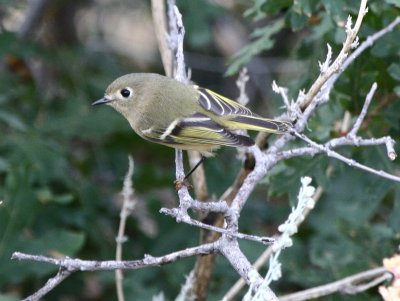 Ruby-crowned Kinglet