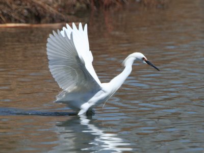 snowy_egret