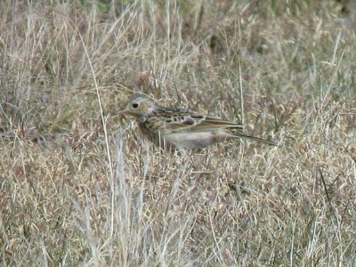 Sprague's Pipit