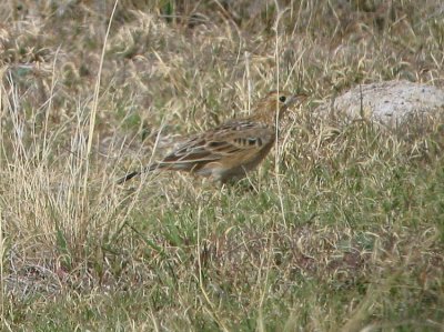 spragues_pipit