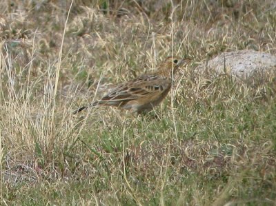 Sprague's Pipit