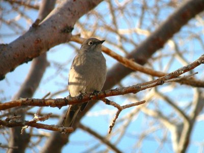 Townsend's Solitaire