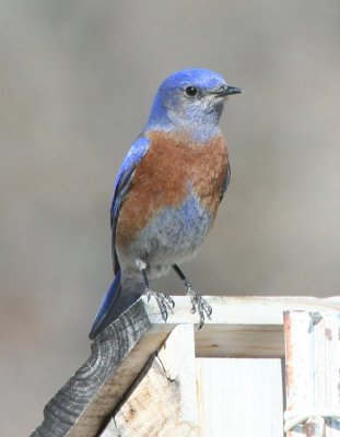 western_bluebird