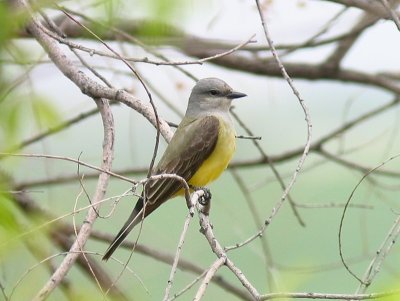 western_kingbird
