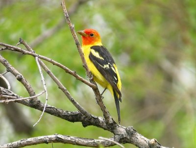 western_tanager