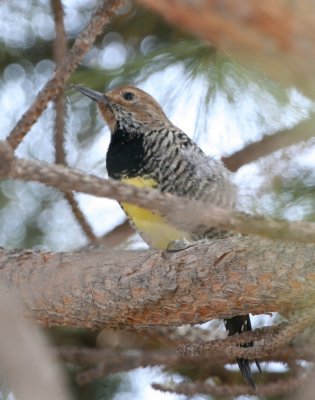 Williamson's Sapsucker