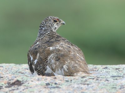 White-tailed Ptarmigan