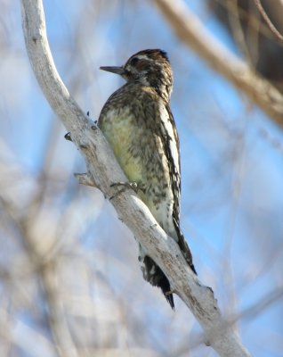 Yellow-bellied Sapsucker