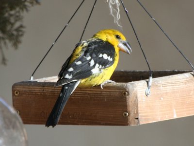 yellow_grosbeak