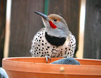 Northern Flicker