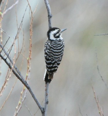 Ladder-backed Woodpecker