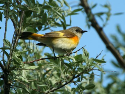 American Redstart