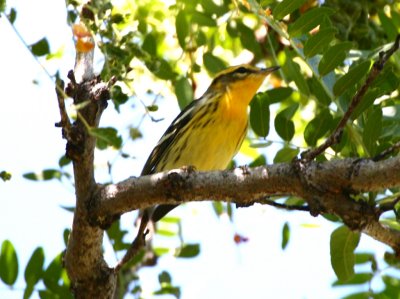 blackburnian_warbler