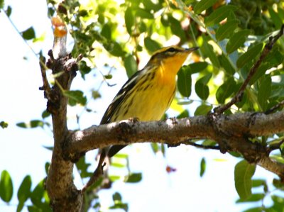 Blackburnian Warbler