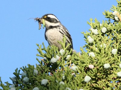 black-throated_gray_warbler