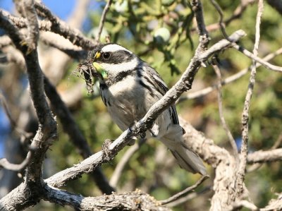black-throated_gray_warbler