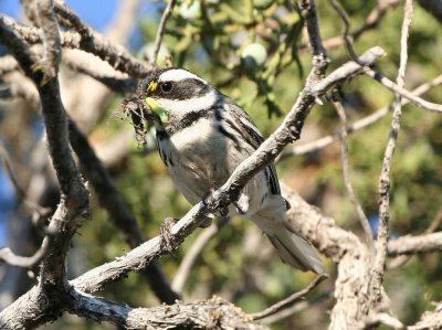 Black-throated Gray Warbler