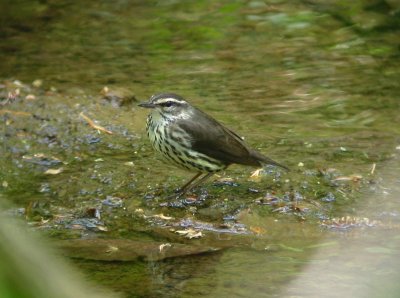 Louisiana Waterthrush