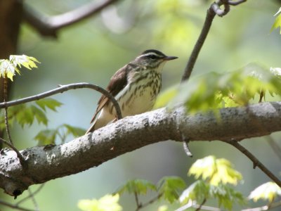 Louisiana Waterthrush