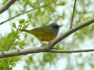 McGillivray's Warbler