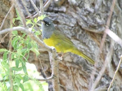 McGillivray's Warbler