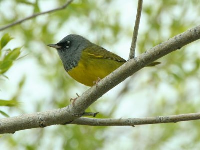 McGillivray's Warbler