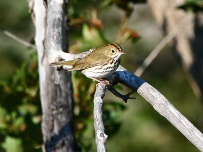 ovenbird