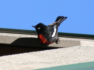 painted_redstart