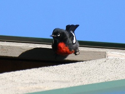 Painted Redstart