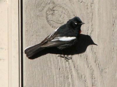 Painted Redstart