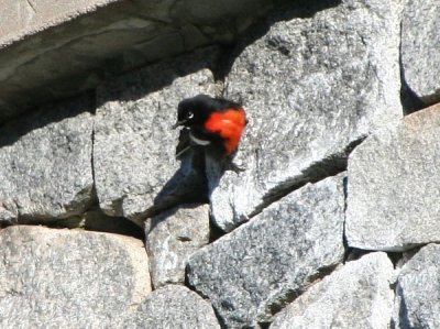 painted_redstart