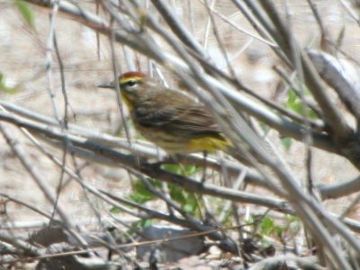Palm Warbler