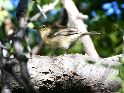 Pine Warbler