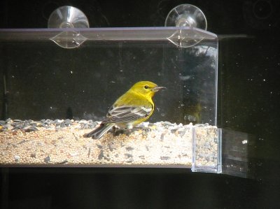 Pine Warbler
