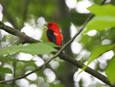 Scarlet Tanager