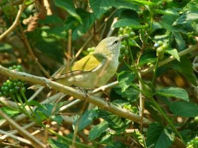 tennessee_warbler