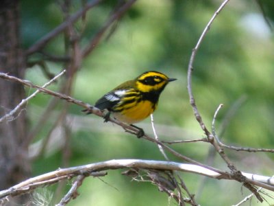 townsends_warbler