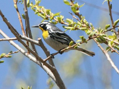 yellow-throated_warbler
