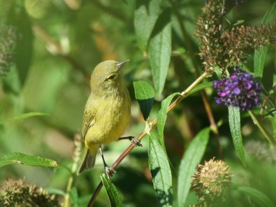 orange-crowned_warbler