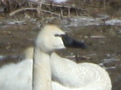 tundra_swan