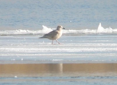 Kumlien's Iceland Gull